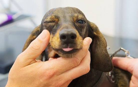 У собаки гноятся глаза – почему? Основные причины и способы лечения гноящихся глаз у щенка
