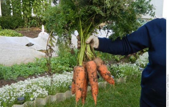 Какая морковь подходит для долгого хранения: подборка сортов с описанием и фото. Как выбрать лучший сорт моркови для разных регионов