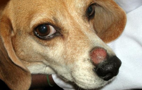 Стригущий лишай у собак – что делать? Основные симптомы и способы лечения стригущего лишая