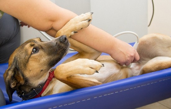 Какая бывает грыжа у собаки? Диагностика и лечение: паховой, пупочной и межпозвоночной грыж у четвероногих питомцев