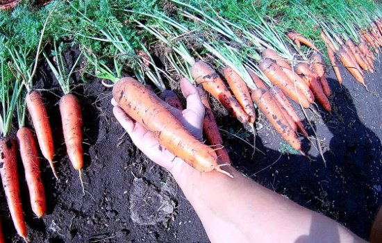 Как выбрать лучший сорт моркови для открытого грунта: советы садоводов. Лучшие сорта ранней, средней и поздней моркови для средней полосы, Подмосковья, Урала и Сибири