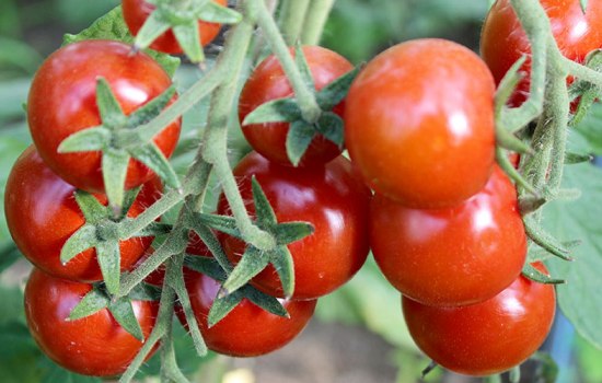 Лучшие сорта красных и желтых томатов черри для разных регионов страны: с фото и описанием. Низкорослые и высокорослые томаты черри - лучшие сорта