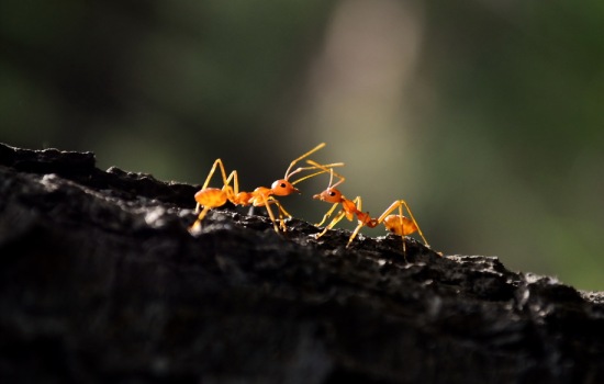 К чему снятся муравьи? Основные толкования разных сонников - к чему снятся муравьи