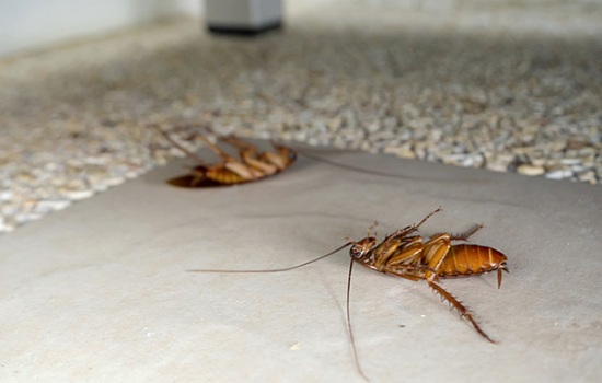 Лучшие средства от тараканов: как быстро избавиться от нежданных соседей? Рейтинг самых эффективных препаратов от тараканов по мнению хозяек