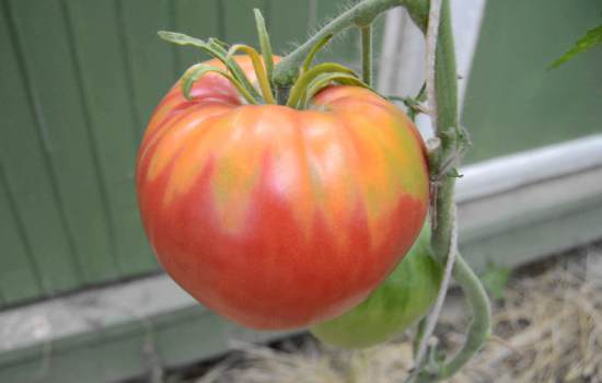 Раннеспелый томат «Алсу»:полная характеристика сорта. Как правильно выращивать сорт «Алсу»: посадка, уход, борьба с вредителями и болезнями