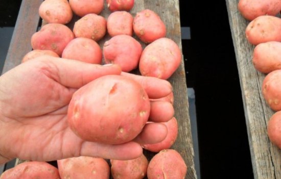Чем интересен картофель Родриго: характеристика сорта, особенности и показатели урожайности. Какие условия важно для картофеля сорта Родриго