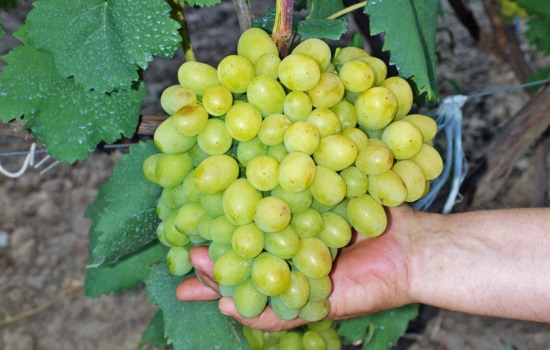 Чем интересен виноград «Галахад»: описание сорта, его достоинства и .