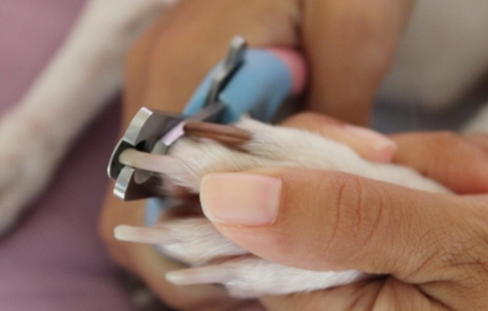 Как подстричь когти собаке: необходимые инструменты, последовательность действий. Как понять, что когти щенку пора стричь?