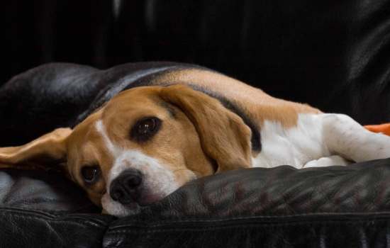 У собаки выпадает шерсть – что делать? Возможные причины и методы терапии линьки не сезонного характера