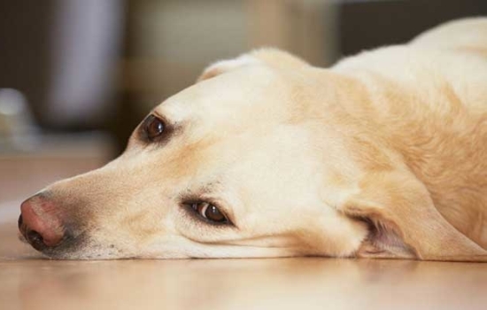 Собаку рвет пеной: почему стоит беспокоиться и что делать. Можно ли без ветеринара вылечить рвоту у собак?