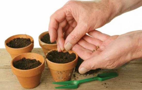Особенности семенного размножения комнатных растений: где брать семена, выбор горшка, почвы, технология посева и последующего ухода