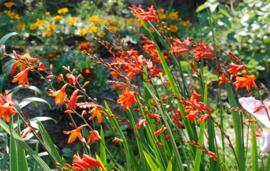 Японский гладиолус: как его сажать и ухаживать за красивым цветком. Правила сбора семян японского гладиолуса