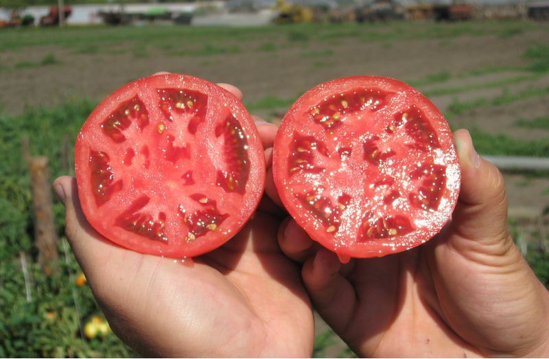 Как собирать семена со своих томатов правильно: все способы и советы по выбору помидоров на семена. Правила сушки и хранения семян