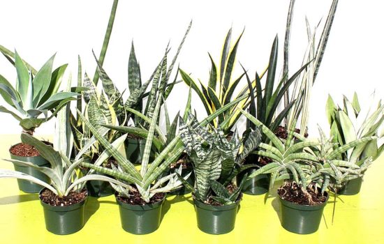 Sanseport - горшечные растения, которые очищают воздух от токсинов и примесей. Узнайте все об удивительном комнатном растении!
