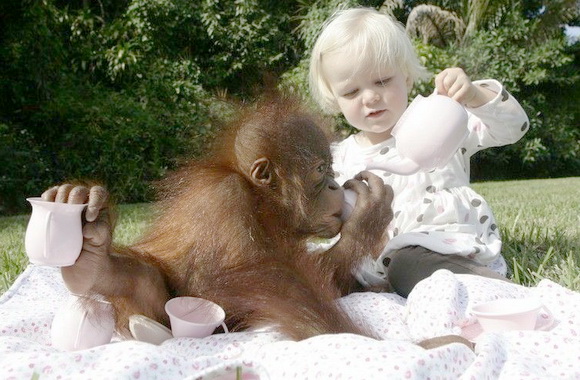 Что общего между шимпанзе и двухлетними детьми?