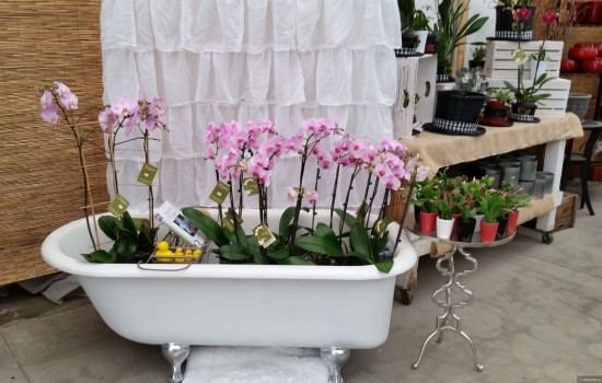 Особенности полива орхидей в домашних условиях. Советы и рекомендации для начинающих